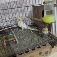 حمیدیه|پرنده|حمیدیه, |دیوار