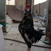 خروس گلین درشت و زیبا