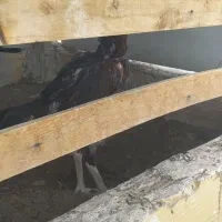 مرغ لاری با جوجه مرغ ۴ ماهه