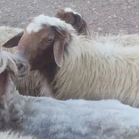 قوچ سنجابی|حیوانات مزرعه|خرمآباد, |دیوار