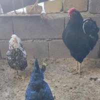 پرنده|حیوانات مزرعه|رزن, |دیوار