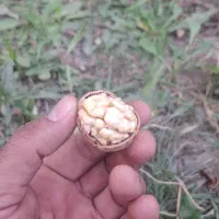 فروش گردوی کاغذی|خوردنی و آشامیدنی|شاهین دژ, |دیوار