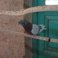 کبوتر اصیل|پرنده|خنداب, |دیوار