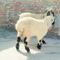 گوسفند وطنی با بره نر چاق