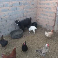 بز زاییده|حیوانات مزرعه|سده (خراسان جنوبی), |دیوار