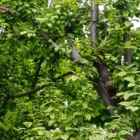 620-متر-چهار-دیواری-قدیمی-در-صباشهر