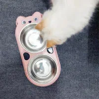 گربه پرشین|گربه|رشت, گلزاران|دیوار