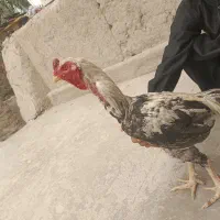 خروس لاری