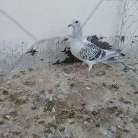 شامی مگسی ماده و زرد دم سفید