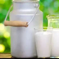 شیر گوسفند تازه