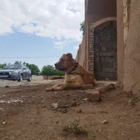 واگذاری سگ نگهبان
