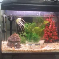 فروش دوعدد اکواریم،