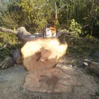 خرید چوب بصورت نقد و(شراکتی)