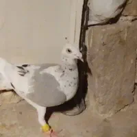 هفرنگ لک دار ماده