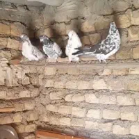 کفتر. پرنده|پرنده|قرچک, زیبا شهر|دیوار