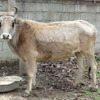 گاو لیشه شکم دار ۶ ماه تضمینی