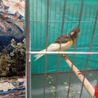 3 عدد قناری نر و ماده(معاوضه و فروش)|پرنده|آستانه اشرفیه, |دیوار