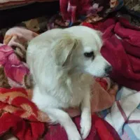 سگ شیتزو|سگ|نورآباد ممسنی, |دیوار