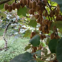 فروش عمده کیوی|عمدهفروشی|لاهیجان, لیل|دیوار