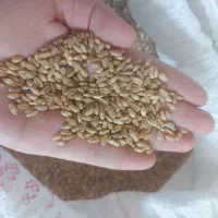 گندم بذری درجه یک