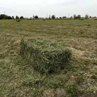 یونجه علوفه ، برمه درجه یک