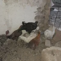 مرغ و خروس ابریشمی