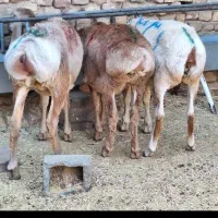 بره چینی