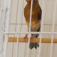 تعدادی گلبسر مست ویک عدد قناری نرسرخ|پرنده|شیراز, شهرک بهار|دیوار