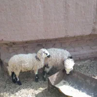 دوراس بره یکی نر یکی ماده
