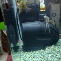 آکواریوم شرکتی|ماهی|تبریز, |دیوار