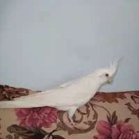 عروس هلندی نر البینو|پرنده|ملایر, |دیوار