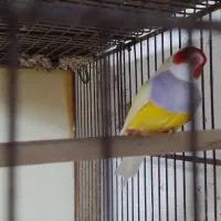 فنچ گلدین نر|پرنده|رشت, تازه آباد|دیوار