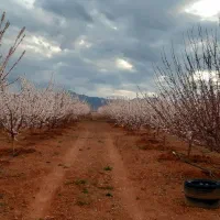 فروش فوری باغ۱۰۰۰ متری زردآلو|فروش دفتر صنعتی، کشاورزی، تجاری|آباده, |دیوار