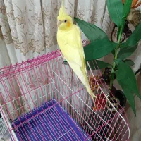 عروس هلندی لوتینو۱۲ماهه بسیار زیبا|پرنده|سنندج, |دیوار