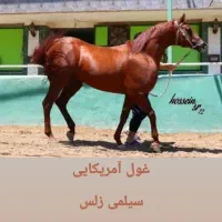 نریان دوسر کورسی