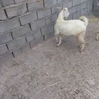 سانن نر فروشی