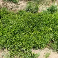 نهال گوجه و فلفل