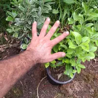 شمشاد|گل و گیاه طبیعی|شیراز, زرگری|دیوار