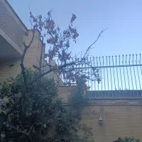 کلنگی باپروانه هفت سقف