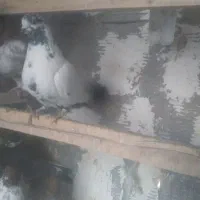 کفتر|پرنده|خمینی‌شهر, |دیوار