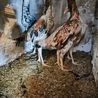 جوجه اوشامو اصیل