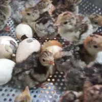 جوجه بوقلمون یک روزه،۲ماهه،۵ماهه و جوجه گلین