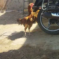 یک عدد خروس لاری و سه تا مرغ لاری