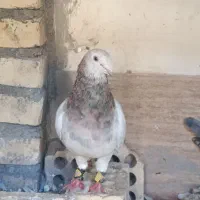 سرور سبز و پشت طاووسی