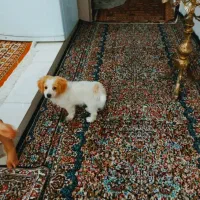 سگ شیتزوخرسی سایزریز قیمت خیلی کم