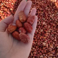 سنجد(ایده)|خوردنی و آشامیدنی|ماهنشان, |دیوار