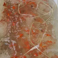 ماهی قرمز/طعمه/شکاف/گلدفیش/ماهی شب عید|ماهی|لنگرود, |دیوار