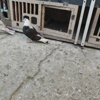 کبوترغریب گیری