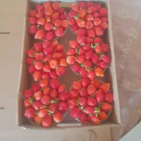 خدمات فنی مهندسی کشاورزی باخه وان