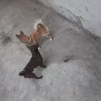 پاکوتا فروشی